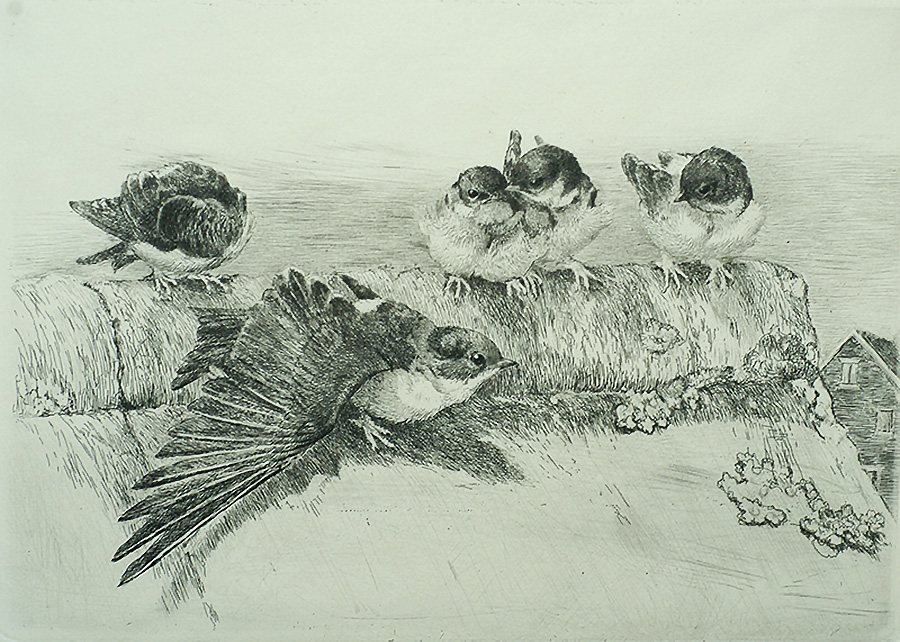 House Martins - WINIFRED AUSTEN - etching