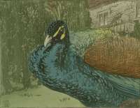 Peacock -  SEABY